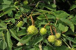 Gewöhnliche Rosskastanie, Aesculus hippocastanum, Hippocastanaceae, Aesculus hippocastanum, Gewöhnliche Rosskastanie, Weiße Kastanie, Blatt Kauf von 00343_aesculus_hippocastanum_dsc_6400.jpg