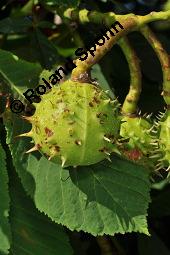 Gewöhnliche Rosskastanie, Aesculus hippocastanum, Hippocastanaceae, Aesculus hippocastanum, Gewöhnliche Rosskastanie, Weiße Kastanie, Blatt Kauf von 00343_aesculus_hippocastanum_dsc_6401.jpg