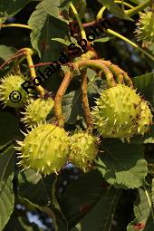 Gewöhnliche Rosskastanie, Aesculus hippocastanum, Hippocastanaceae, Aesculus hippocastanum, Gewöhnliche Rosskastanie, Weiße Kastanie, Blatt Kauf von 00343_aesculus_hippocastanum_dsc_6402.jpg