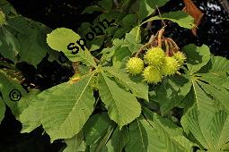Gewöhnliche Rosskastanie, Aesculus hippocastanum, Hippocastanaceae, Aesculus hippocastanum, Gewöhnliche Rosskastanie, Weiße Kastanie, Blatt Kauf von 00343_aesculus_hippocastanum_dsc_6403.jpg