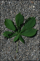 Gewöhnliche Rosskastanie, Aesculus hippocastanum, Hippocastanaceae, Aesculus hippocastanum, Gewöhnliche Rosskastanie, Weiße Kastanie, Blatt Kauf von 00343aesculus_hippocastanumimg_3888.jpg