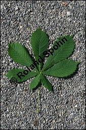 Gewöhnliche Rosskastanie, Aesculus hippocastanum, Hippocastanaceae, Aesculus hippocastanum, Gewöhnliche Rosskastanie, Weiße Kastanie, Blatt Kauf von 00343aesculus_hippocastanumimg_3889.jpg