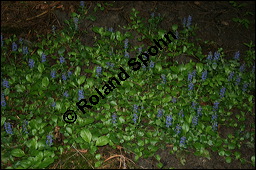 Kriechender Günsel, Ajuga reptans, Lamiaceae, Ajuga reptans, Kriechender Günsel, Blühend Kauf von 00354ajuga_reptans_img_1881.jpg