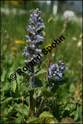 Kriechender Günsel, Ajuga reptans, Lamiaceae, Ajuga reptans, Kriechender Günsel, Blühend Kauf von 00354ajuga_reptansimg_1752.jpg