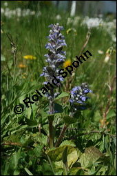 Kriechender Günsel, Ajuga reptans, Lamiaceae, Ajuga reptans, Kriechender Günsel, Blühend Kauf von 00354ajuga_reptansimg_1753.jpg