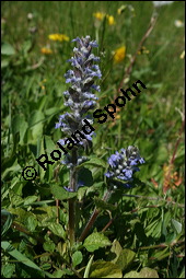 Kriechender Günsel, Ajuga reptans, Lamiaceae, Ajuga reptans, Kriechender Günsel, Blühend Kauf von 00354ajuga_reptansimg_1754.jpg