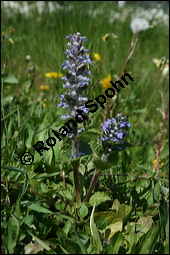 Kriechender Günsel, Ajuga reptans, Lamiaceae, Ajuga reptans, Kriechender Günsel, Blühend Kauf von 00354ajuga_reptansimg_1755.jpg