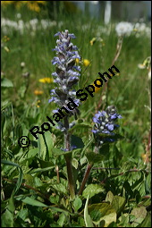 Kriechender Günsel, Ajuga reptans, Lamiaceae, Ajuga reptans, Kriechender Günsel, Blühend Kauf von 00354ajuga_reptansimg_1756.jpg