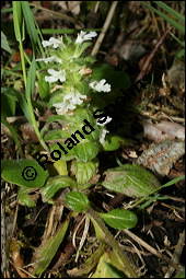 Kriechender Günsel, Ajuga reptans, Lamiaceae, Ajuga reptans, Kriechender Günsel, Blühend Kauf von 00354ajuga_reptansimg_1918.jpg