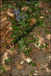Kriechender Günsel, Ajuga reptans, Lamiaceae, Ajuga reptans, Kriechender Günsel, Blühend Kauf von 00354ajuga_reptansimg_6667.jpg