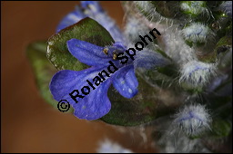 Kriechender Günsel, Ajuga reptans, Lamiaceae, Ajuga reptans, Kriechender Günsel, Blühend Kauf von 00354ajuga_reptansimg_6674.jpg