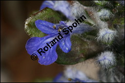 Kriechender Günsel, Ajuga reptans, Lamiaceae, Ajuga reptans, Kriechender Günsel, Blühend Kauf von 00354ajuga_reptansimg_6675.jpg