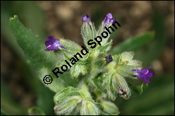 Schminkwurz, Alkannawurzel, Alkanna tinctoria, Alkanna tuberculata, Boraginaceae, Alkanna tinctoria, Alkanna tuberculata, Schminkwurz, Alkannawurzel, Blühend Kauf von 00360alkanna_tinctoriaimg_7935.jpg