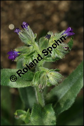 Schminkwurz, Alkannawurzel, Alkanna tinctoria, Alkanna tuberculata, Boraginaceae, Alkanna tinctoria, Alkanna tuberculata, Schminkwurz, Alkannawurzel, Blühend Kauf von 00360alkanna_tinctoriaimg_7936.jpg