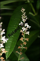 Zitronen-Verbene, Aloysia triphylla, Verbenaceae, Aloysia triphylla, Lippia triphylla, Lippia citriodora, Zitronenverbene, Verveine, Blühend Kauf von 00369aloysia_triphyllaimg_3064.jpg
