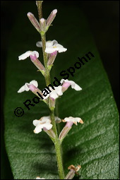 Zitronen-Verbene, Aloysia triphylla, Verbenaceae, Aloysia triphylla, Lippia triphylla, Lippia citriodora, Zitronenverbene, Verveine, Blühend Kauf von 00369aloysia_triphyllaimg_3065.jpg