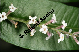 Zitronen-Verbene, Aloysia triphylla, Verbenaceae, Aloysia triphylla, Lippia triphylla, Lippia citriodora, Zitronenverbene, Verveine, Blühend Kauf von 00369aloysia_triphyllaimg_3066.jpg