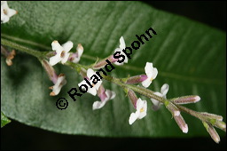 Zitronen-Verbene, Aloysia triphylla, Verbenaceae, Aloysia triphylla, Lippia triphylla, Lippia citriodora, Zitronenverbene, Verveine, Blühend Kauf von 00369aloysia_triphyllaimg_3067.jpg