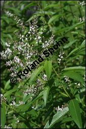 Zitronen-Verbene, Aloysia triphylla, Verbenaceae, Aloysia triphylla, Lippia triphylla, Lippia citriodora, Zitronenverbene, Verveine, Blühend Kauf von 00369aloysia_triphyllaimg_3649.jpg