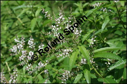 Zitronen-Verbene, Aloysia triphylla, Verbenaceae, Aloysia triphylla, Lippia triphylla, Lippia citriodora, Zitronenverbene, Verveine, Blühend Kauf von 00369aloysia_triphyllaimg_3650.jpg