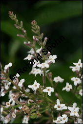 Zitronen-Verbene, Aloysia triphylla, Verbenaceae, Aloysia triphylla, Lippia triphylla, Lippia citriodora, Zitronenverbene, Verveine, Blühend Kauf von 00369aloysia_triphyllaimg_3652.jpg