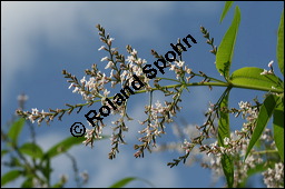 Zitronen-Verbene, Aloysia triphylla, Verbenaceae, Aloysia triphylla, Lippia triphylla, Lippia citriodora, Zitronenverbene, Verveine, Blühend Kauf von 00369aloysia_triphyllaimg_3653.jpg