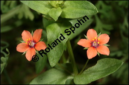 Acker-Gauchheil, Anagallis arvensis, Primulaceae, Anagallis arvensis, Acker-Gauchheil, Habitus blühend Kauf von 00379anagallis_arvensisimg_2340.jpg