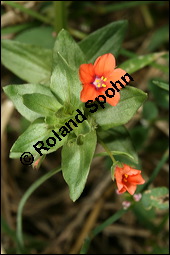 Acker-Gauchheil, Anagallis arvensis, Primulaceae, Anagallis arvensis, Acker-Gauchheil, Habitus blühend Kauf von 00379anagallis_arvensisimg_3935.jpg