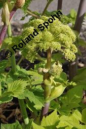 Echte Engelwurz, Garten-Engelwurz, Heiliggeistwurz, Brustwurz, Angelica archangelica ssp. archangelica, Angelica archangelica var. archangelica, Archangelica officinalis, Angelica archangelica ssp. archangelica, Angelica archangelica var. archangelica, Archangelica officinalis, Echte Engelwurz, Garten-Engelwurz, Heiliggeistwurz, Brustwurz, Apiaceae, Blühend Kauf von 00385_angelica_archangelica_archangelica_dsc_4260.jpg