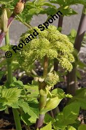 Echte Engelwurz, Garten-Engelwurz, Heiliggeistwurz, Brustwurz, Angelica archangelica ssp. archangelica, Angelica archangelica var. archangelica, Archangelica officinalis, Angelica archangelica ssp. archangelica, Angelica archangelica var. archangelica, Archangelica officinalis, Echte Engelwurz, Garten-Engelwurz, Heiliggeistwurz, Brustwurz, Apiaceae, Blühend Kauf von 00385_angelica_archangelica_archangelica_dsc_4261.jpg