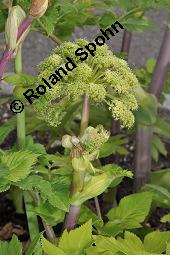 Echte Engelwurz, Garten-Engelwurz, Heiliggeistwurz, Brustwurz, Angelica archangelica ssp. archangelica, Angelica archangelica var. archangelica, Archangelica officinalis, Angelica archangelica ssp. archangelica, Angelica archangelica var. archangelica, Archangelica officinalis, Echte Engelwurz, Garten-Engelwurz, Heiliggeistwurz, Brustwurz, Apiaceae, Blühend Kauf von 00385_angelica_archangelica_archangelica_dsc_4262.jpg