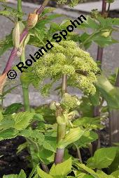 Echte Engelwurz, Garten-Engelwurz, Heiliggeistwurz, Brustwurz, Angelica archangelica ssp. archangelica, Angelica archangelica var. archangelica, Archangelica officinalis, Angelica archangelica ssp. archangelica, Angelica archangelica var. archangelica, Archangelica officinalis, Echte Engelwurz, Garten-Engelwurz, Heiliggeistwurz, Brustwurz, Apiaceae, Blühend Kauf von 00385_angelica_archangelica_archangelica_dsc_4263.jpg