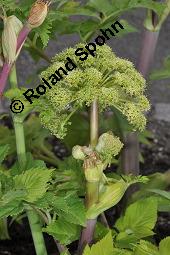 Echte Engelwurz, Garten-Engelwurz, Heiliggeistwurz, Brustwurz, Angelica archangelica ssp. archangelica, Angelica archangelica var. archangelica, Archangelica officinalis, Angelica archangelica ssp. archangelica, Angelica archangelica var. archangelica, Archangelica officinalis, Echte Engelwurz, Garten-Engelwurz, Heiliggeistwurz, Brustwurz, Apiaceae, Blühend Kauf von 00385_angelica_archangelica_archangelica_dsc_4264.jpg