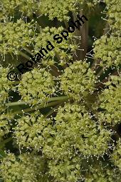 Echte Engelwurz, Garten-Engelwurz, Heiliggeistwurz, Brustwurz, Angelica archangelica ssp. archangelica, Angelica archangelica var. archangelica, Archangelica officinalis, Angelica archangelica ssp. archangelica, Angelica archangelica var. archangelica, Archangelica officinalis, Echte Engelwurz, Garten-Engelwurz, Heiliggeistwurz, Brustwurz, Apiaceae, Blühend Kauf von 00385_angelica_archangelica_archangelica_dsc_4265.jpg