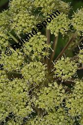 Echte Engelwurz, Garten-Engelwurz, Heiliggeistwurz, Brustwurz, Angelica archangelica ssp. archangelica, Angelica archangelica var. archangelica, Archangelica officinalis, Angelica archangelica ssp. archangelica, Angelica archangelica var. archangelica, Archangelica officinalis, Echte Engelwurz, Garten-Engelwurz, Heiliggeistwurz, Brustwurz, Apiaceae, Blühend Kauf von 00385_angelica_archangelica_archangelica_dsc_4266.jpg