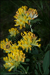 Wundklee, Anthyllis vulneraria, Fabaceae, Anthyllis vulneraria, Wundklee, Blattrosette Kauf von 00390anthyllis_vulnerariaimg_1913.jpg
