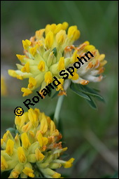 Wundklee, Anthyllis vulneraria, Fabaceae, Anthyllis vulneraria, Wundklee, Blattrosette Kauf von 00390anthyllis_vulnerariaimg_1915.jpg