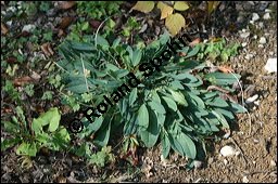 Wundklee, Anthyllis vulneraria, Fabaceae, Anthyllis vulneraria, Wundklee, Blattrosette Kauf von 00390anthyllis_vulnerariaimg_4084.jpg
