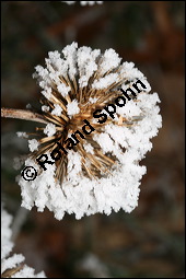 Große Klette, Arctium lappa, Asteraceae, Arctium lappa, Lappa major, Große Klette, fruchtend, fruchtendes Köpfchen im Winter mit Reif Kauf von 00395arctium_lappaimg_4971.jpg