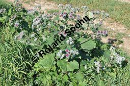 Filzige Klette, Filz-Klette, Arctium tomentosum, Lappa tomentosa, Asteraceae, Arctium tomentosum, Lappa tomentosa, Filzige Klette, Filz-Klette, Blühend Kauf von 00397_arctium_tomentosum_dsc_0234.jpg