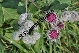 Filzige Klette, Filz-Klette, Arctium tomentosum, Lappa tomentosa, Asteraceae, Arctium tomentosum, Lappa tomentosa, Filzige Klette, Filz-Klette, Blühend Kauf von 00397_arctium_tomentosum_dsc_0235.jpg