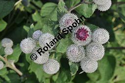 Filzige Klette, Filz-Klette, Arctium tomentosum, Lappa tomentosa, Asteraceae, Arctium tomentosum, Lappa tomentosa, Filzige Klette, Filz-Klette, Blühend Kauf von 00397_arctium_tomentosum_dsc_0236.jpg