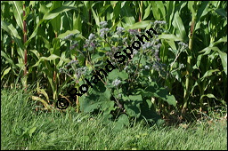 Filzige Klette, Filz-Klette, Arctium tomentosum, Lappa tomentosa, Asteraceae, Arctium tomentosum, Lappa tomentosa, Filzige Klette, Filz-Klette, Blühend Kauf von 00397arctium_tomentosumimg_3553.jpg