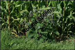 Filzige Klette, Filz-Klette, Arctium tomentosum, Lappa tomentosa, Asteraceae, Arctium tomentosum, Lappa tomentosa, Filzige Klette, Filz-Klette, Blühend Kauf von 00397arctium_tomentosumimg_3554.jpg