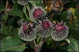 Filzige Klette, Filz-Klette, Arctium tomentosum, Lappa tomentosa, Asteraceae, Arctium tomentosum, Lappa tomentosa, Filzige Klette, Filz-Klette, Blühend Kauf von 00397arctium_tomentosumimg_3555.jpg