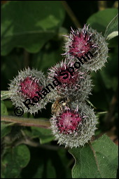 Filzige Klette, Filz-Klette, Arctium tomentosum, Lappa tomentosa, Asteraceae, Arctium tomentosum, Lappa tomentosa, Filzige Klette, Filz-Klette, Blühend Kauf von 00397arctium_tomentosumimg_3556.jpg