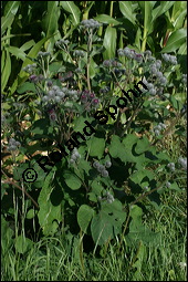 Filzige Klette, Filz-Klette, Arctium tomentosum, Lappa tomentosa, Asteraceae, Arctium tomentosum, Lappa tomentosa, Filzige Klette, Filz-Klette, Blühend Kauf von 00397arctium_tomentosumimg_3557.jpg