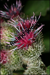 Filzige Klette, Filz-Klette, Arctium tomentosum, Lappa tomentosa, Asteraceae, Arctium tomentosum, Lappa tomentosa, Filzige Klette, Filz-Klette, Blühend Kauf von 00397arctium_tomentosumimg_8761.jpg