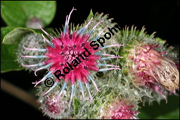 Filzige Klette, Filz-Klette, Arctium tomentosum, Lappa tomentosa, Asteraceae, Arctium tomentosum, Lappa tomentosa, Filzige Klette, Filz-Klette, Blühend Kauf von 00397arctium_tomentosumimg_8762.jpg