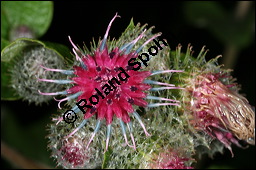 Filzige Klette, Filz-Klette, Arctium tomentosum, Lappa tomentosa, Asteraceae, Arctium tomentosum, Lappa tomentosa, Filzige Klette, Filz-Klette, Blühend Kauf von 00397arctium_tomentosumimg_8763.jpg